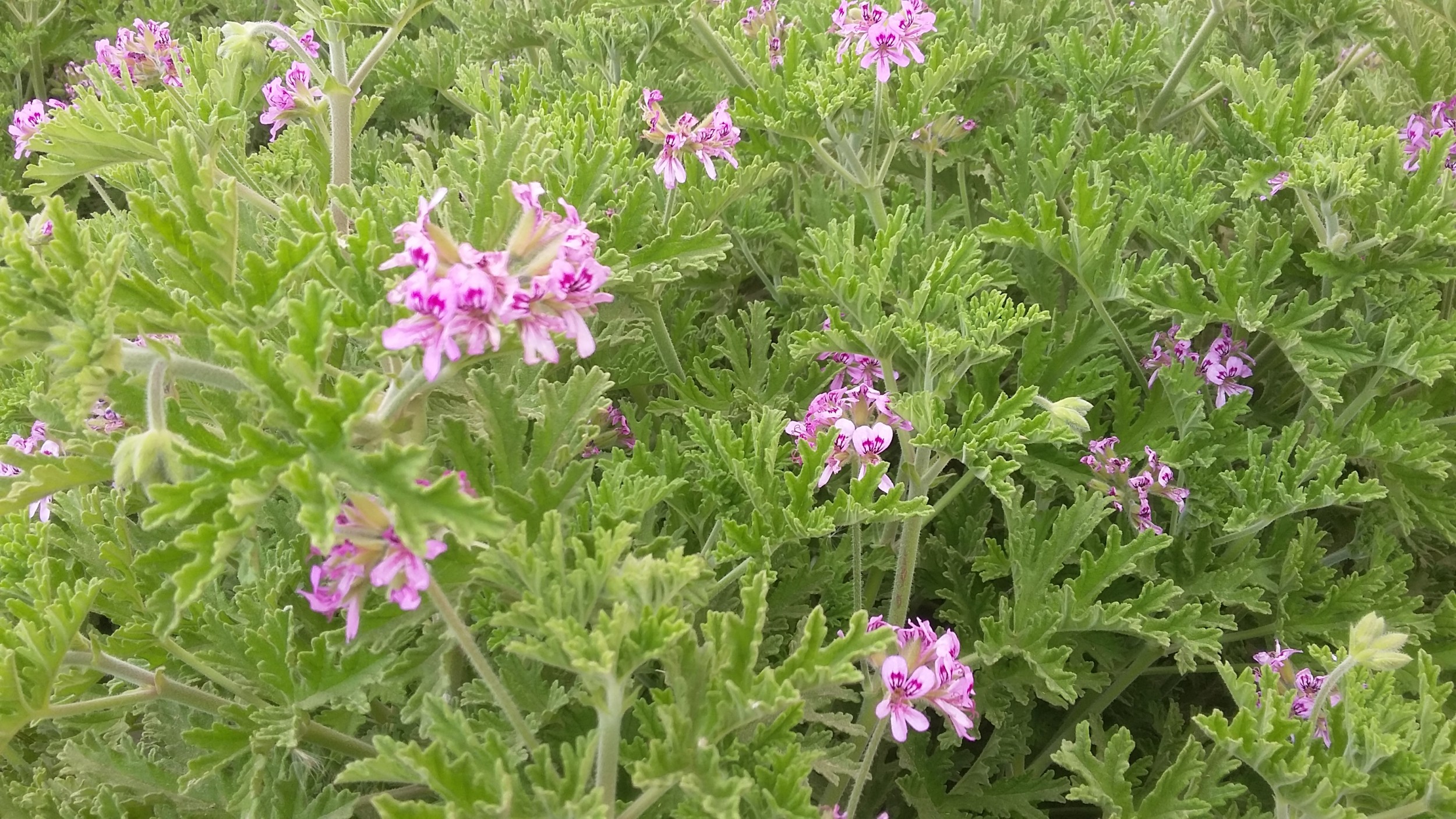 Geranium Oil .