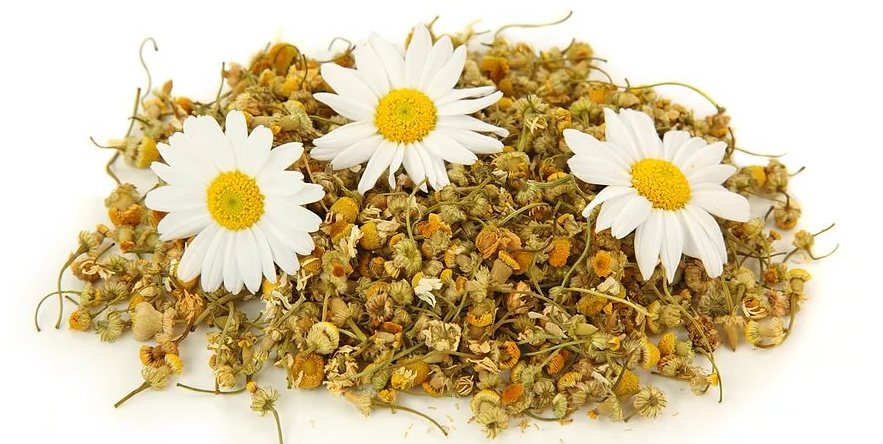 Chamomile