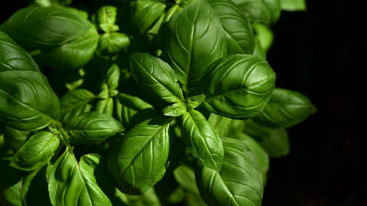 Basil