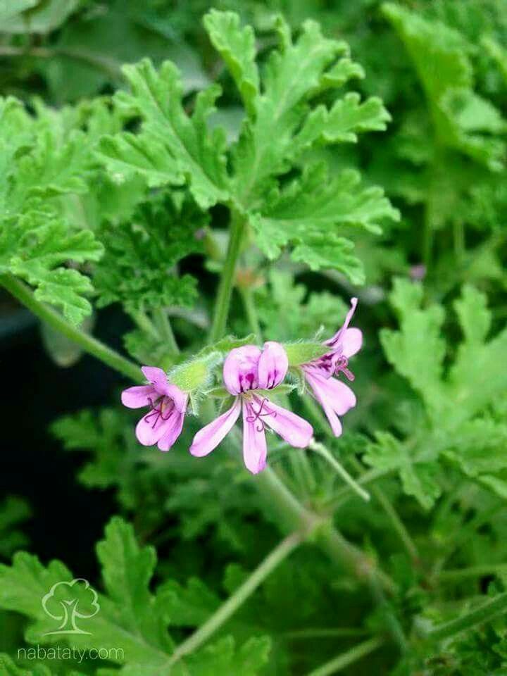 Geranium Oil .