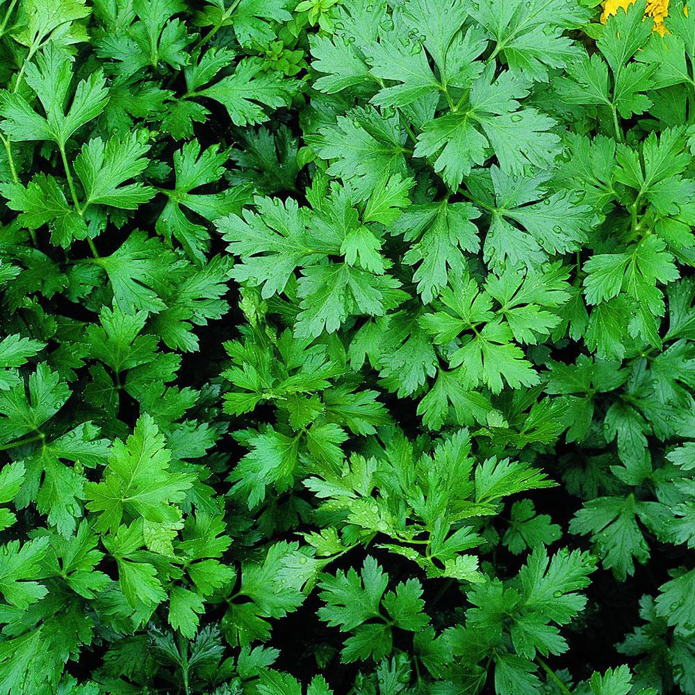 parsley oil