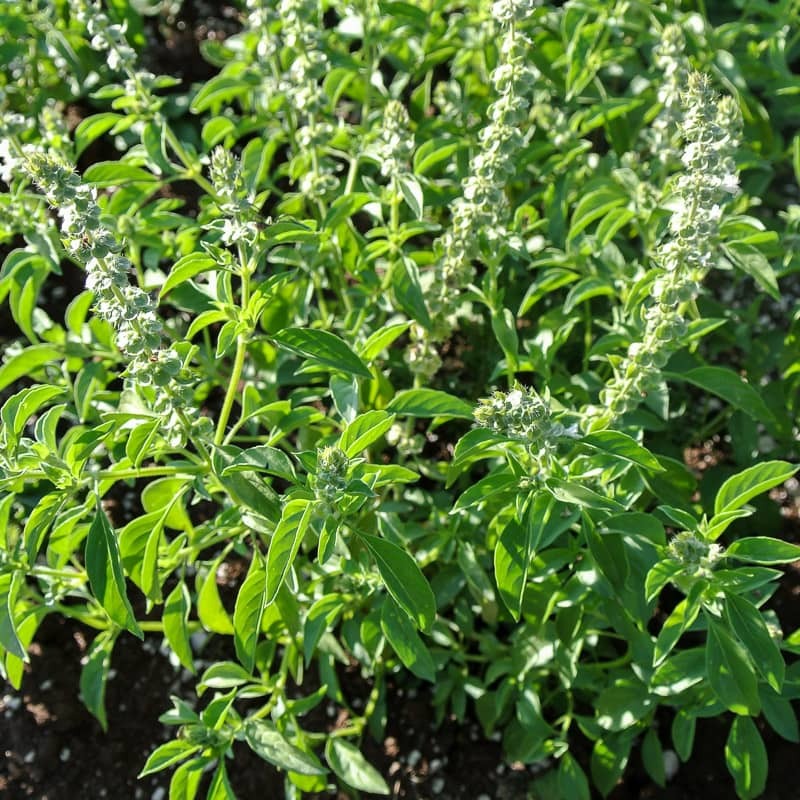 Basil oil (linalool type)