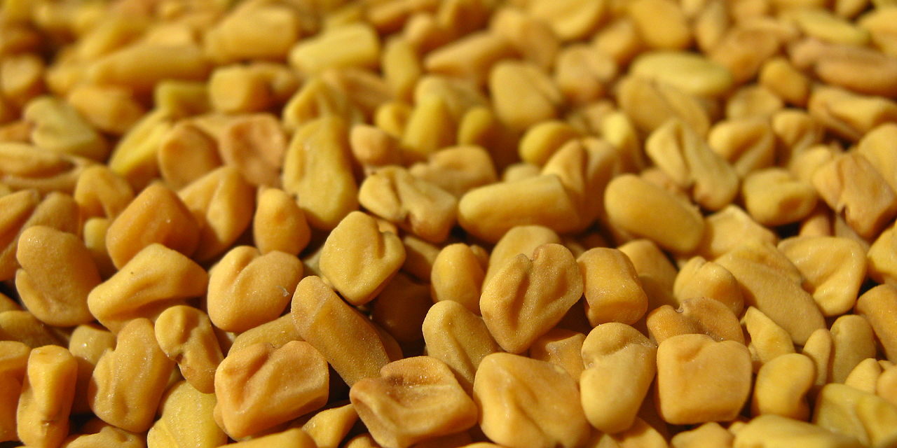 Fenugreek