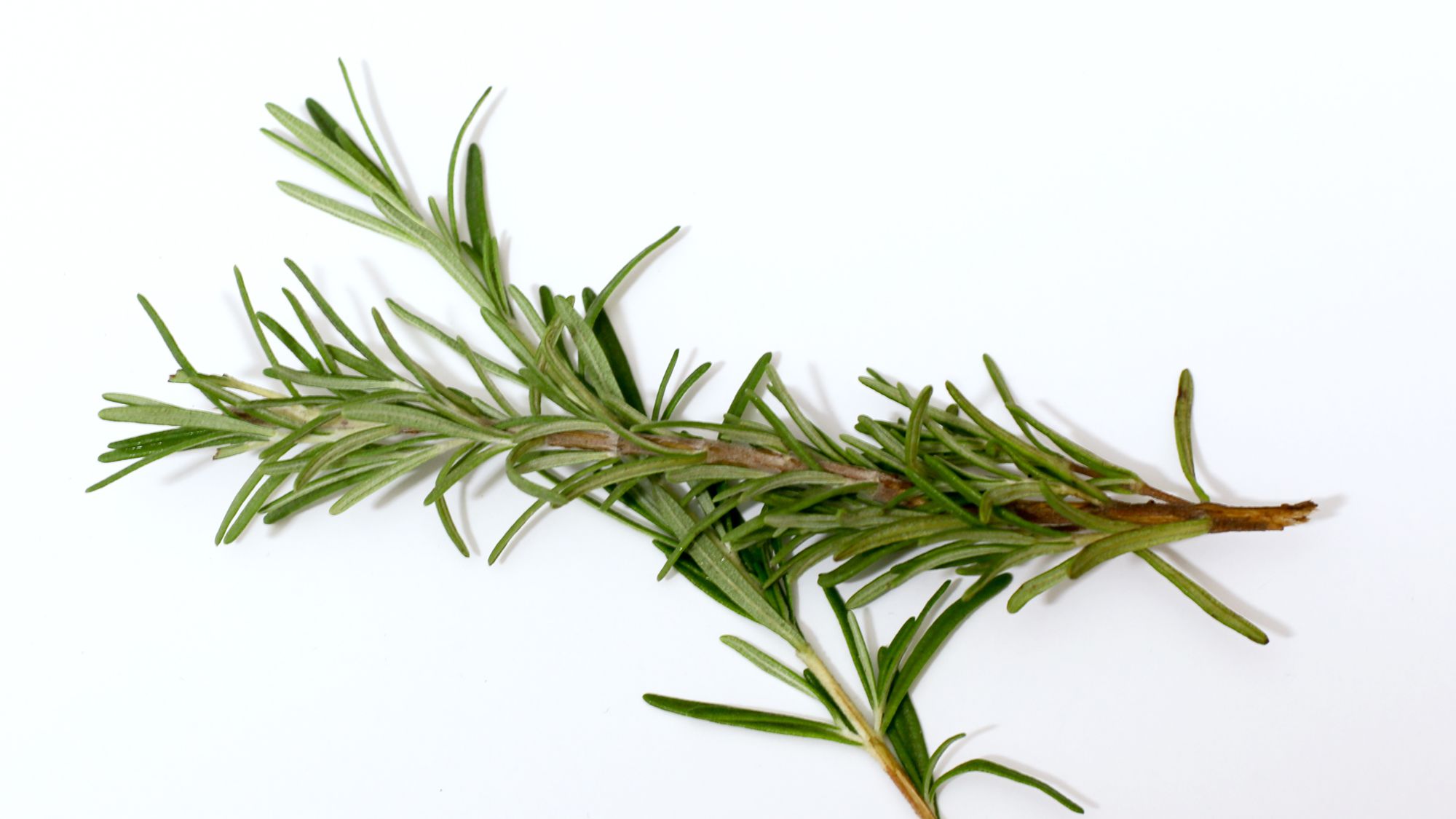 Rosemary