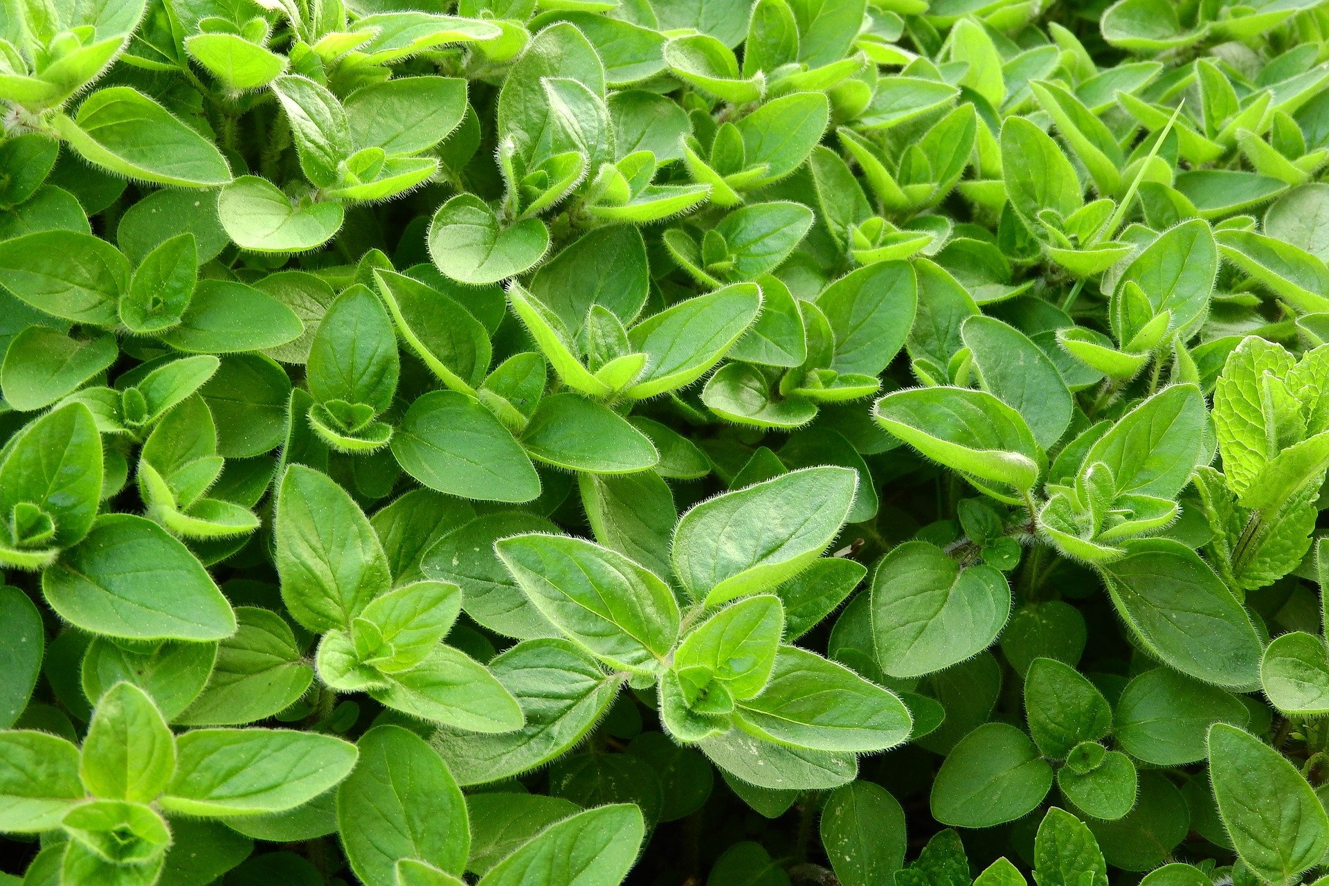 Marjoram Oil