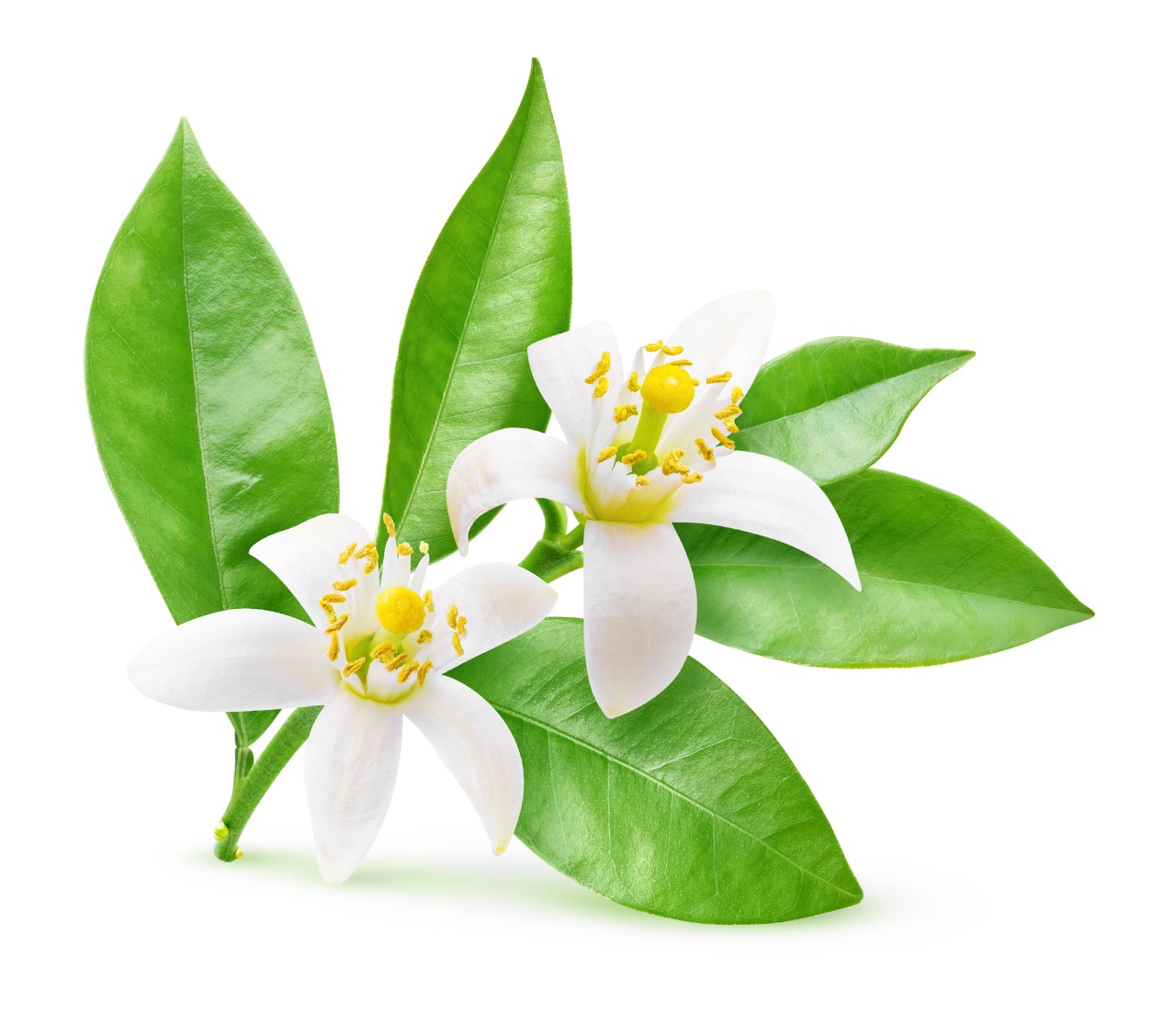 Neroli oil