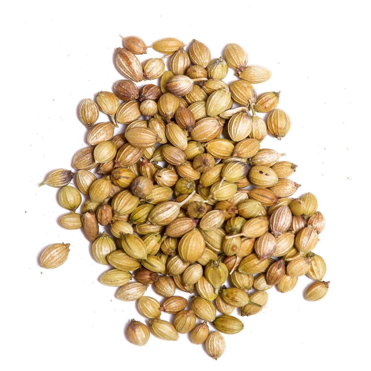 Coriander