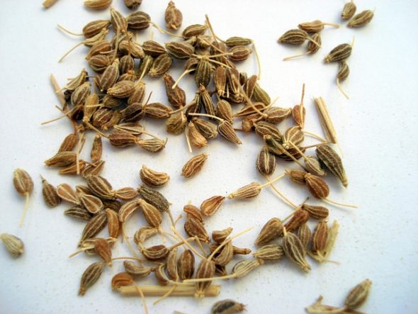 Anise