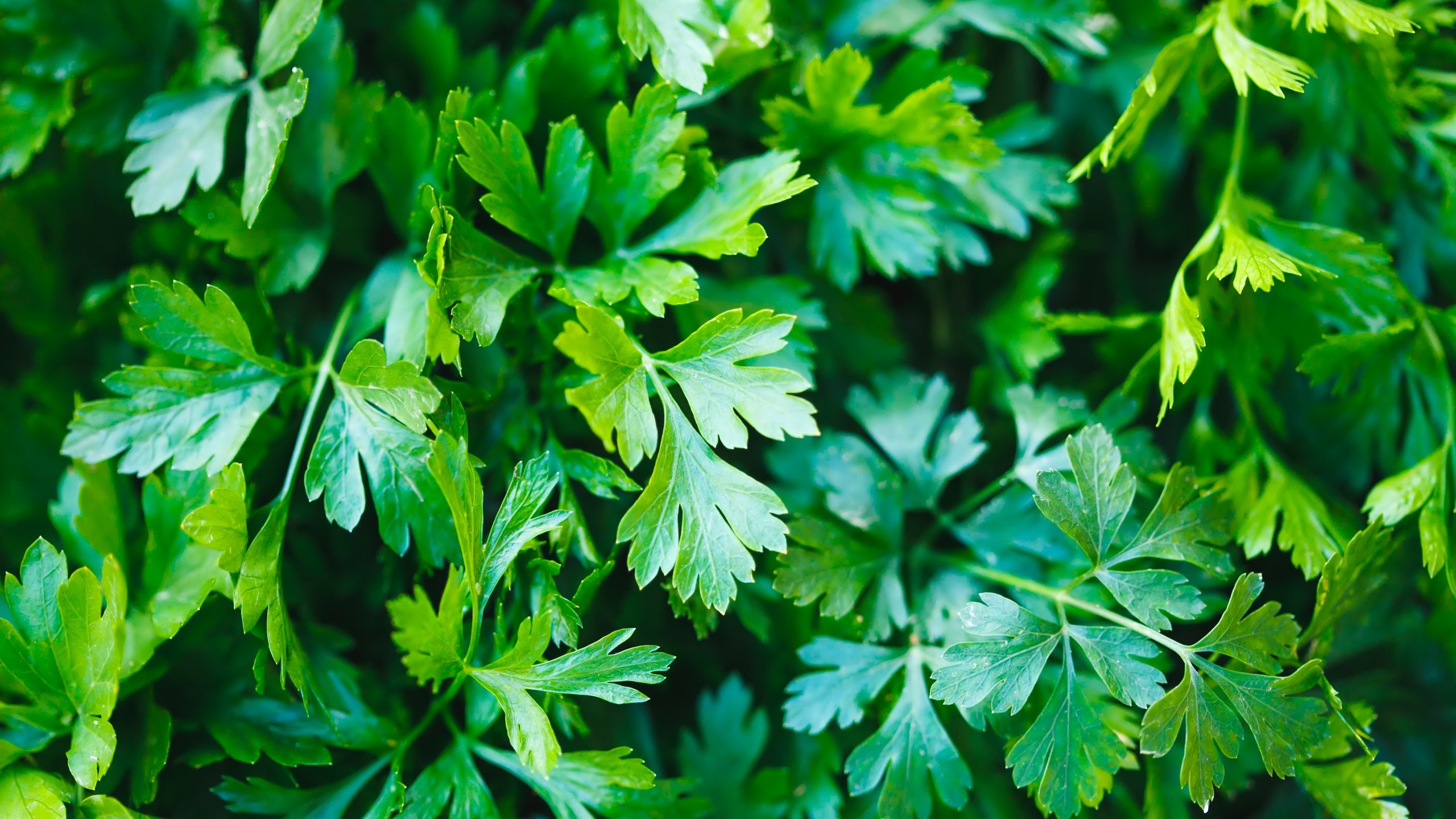 Parsley