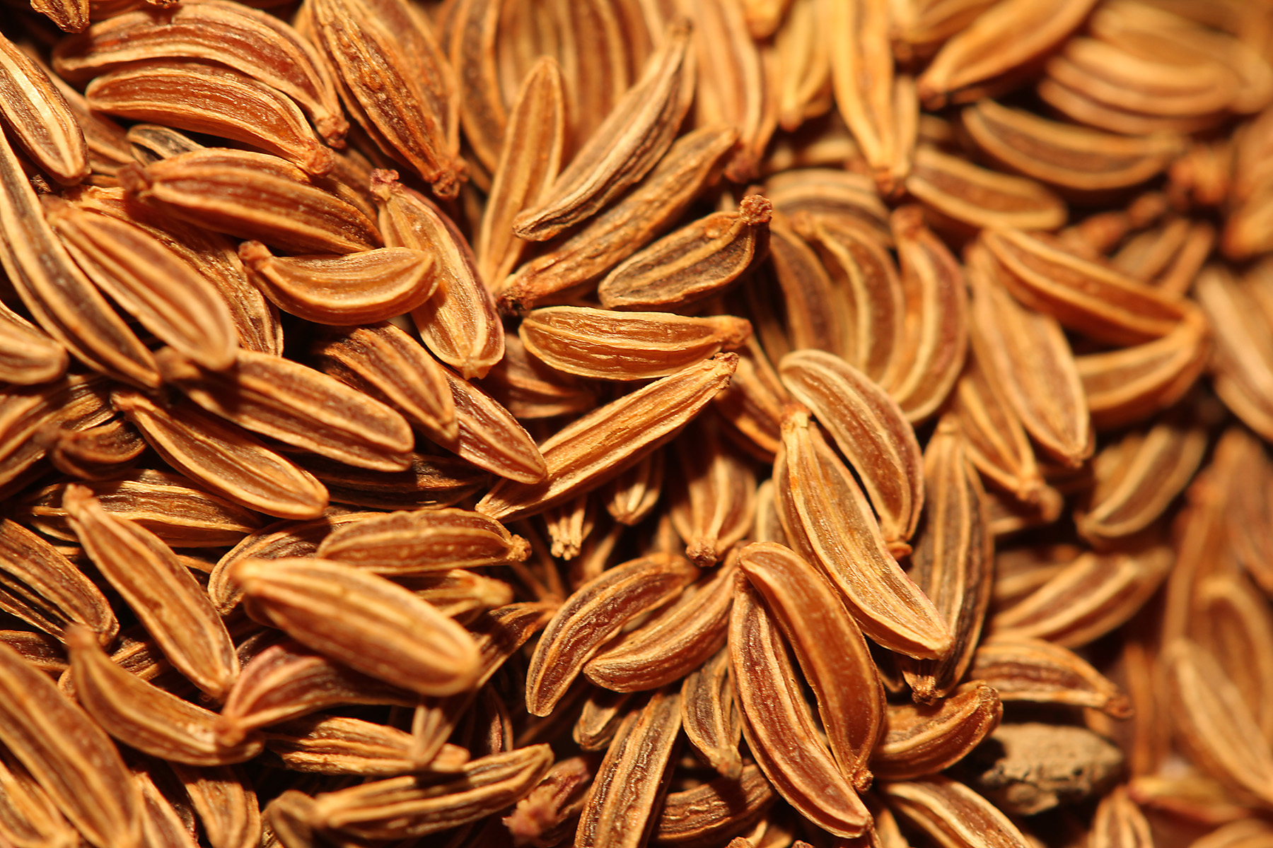 Caraway Seed Oil