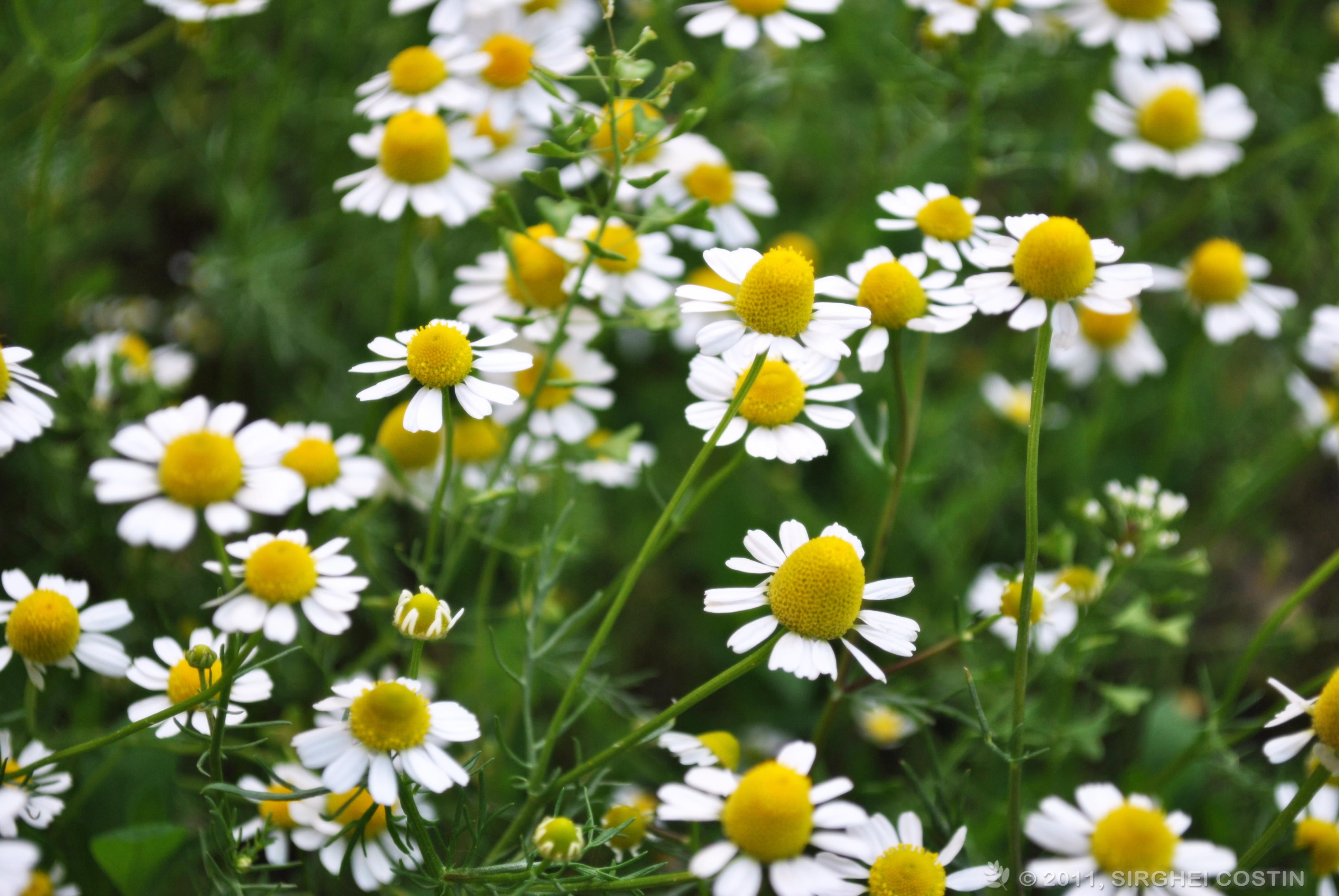 Chamomile