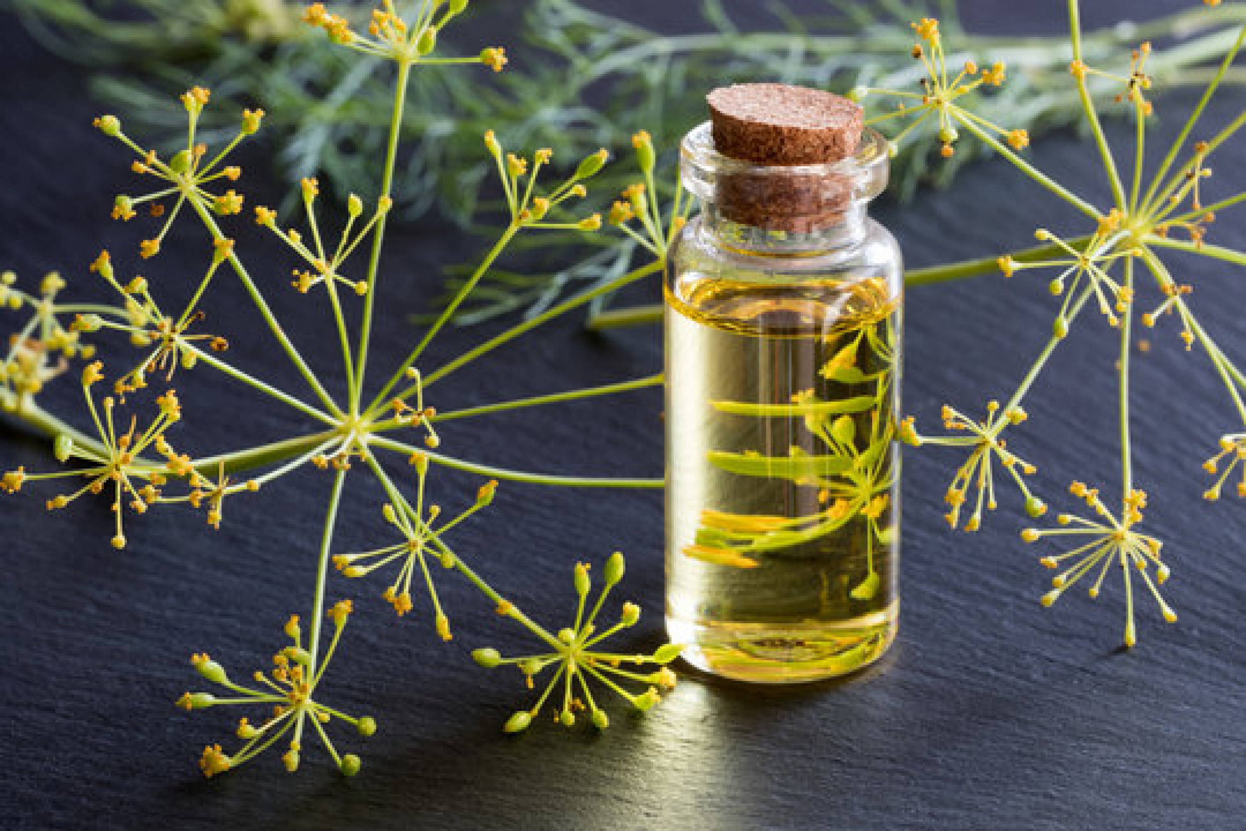 dill weed oil