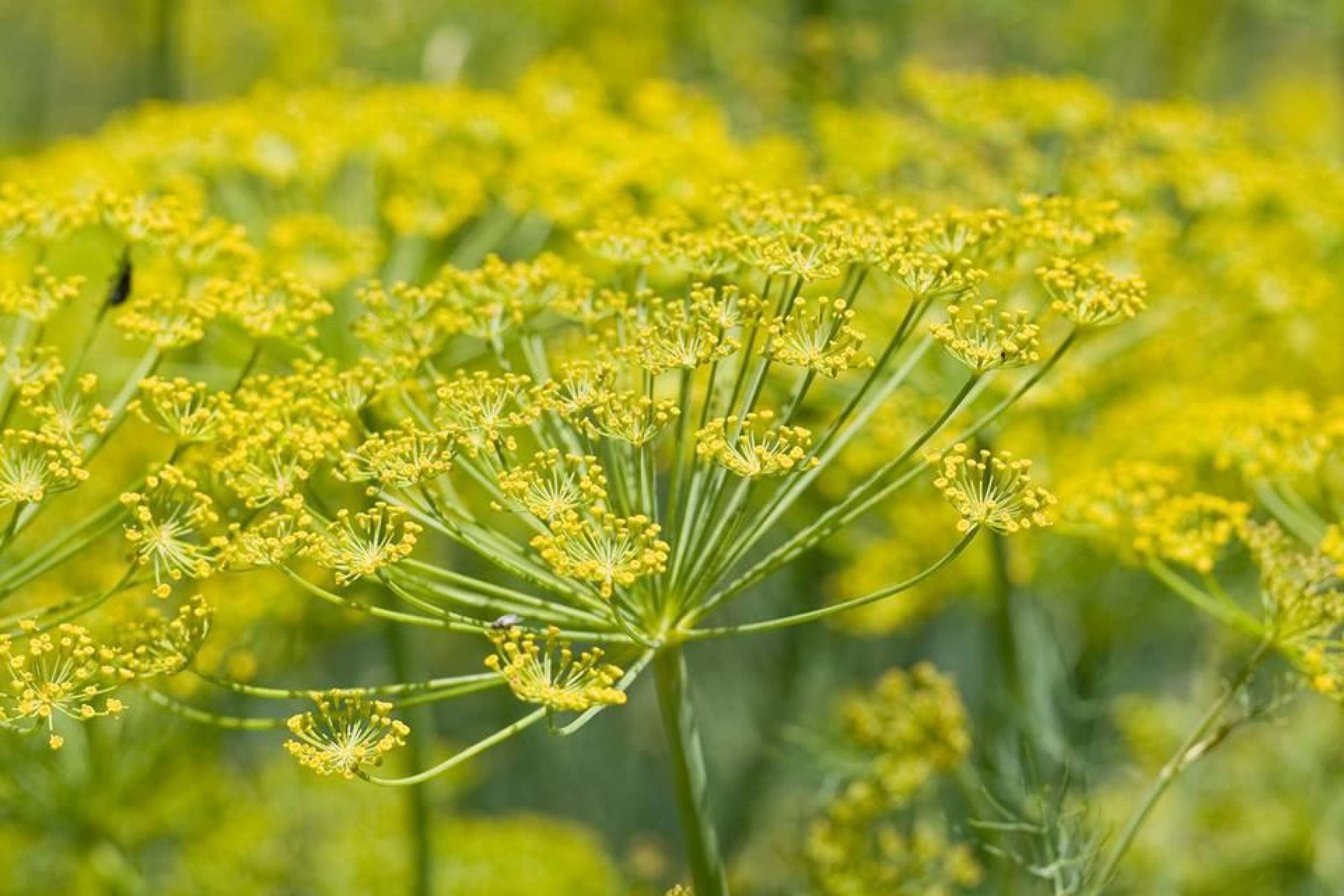 fennel oil