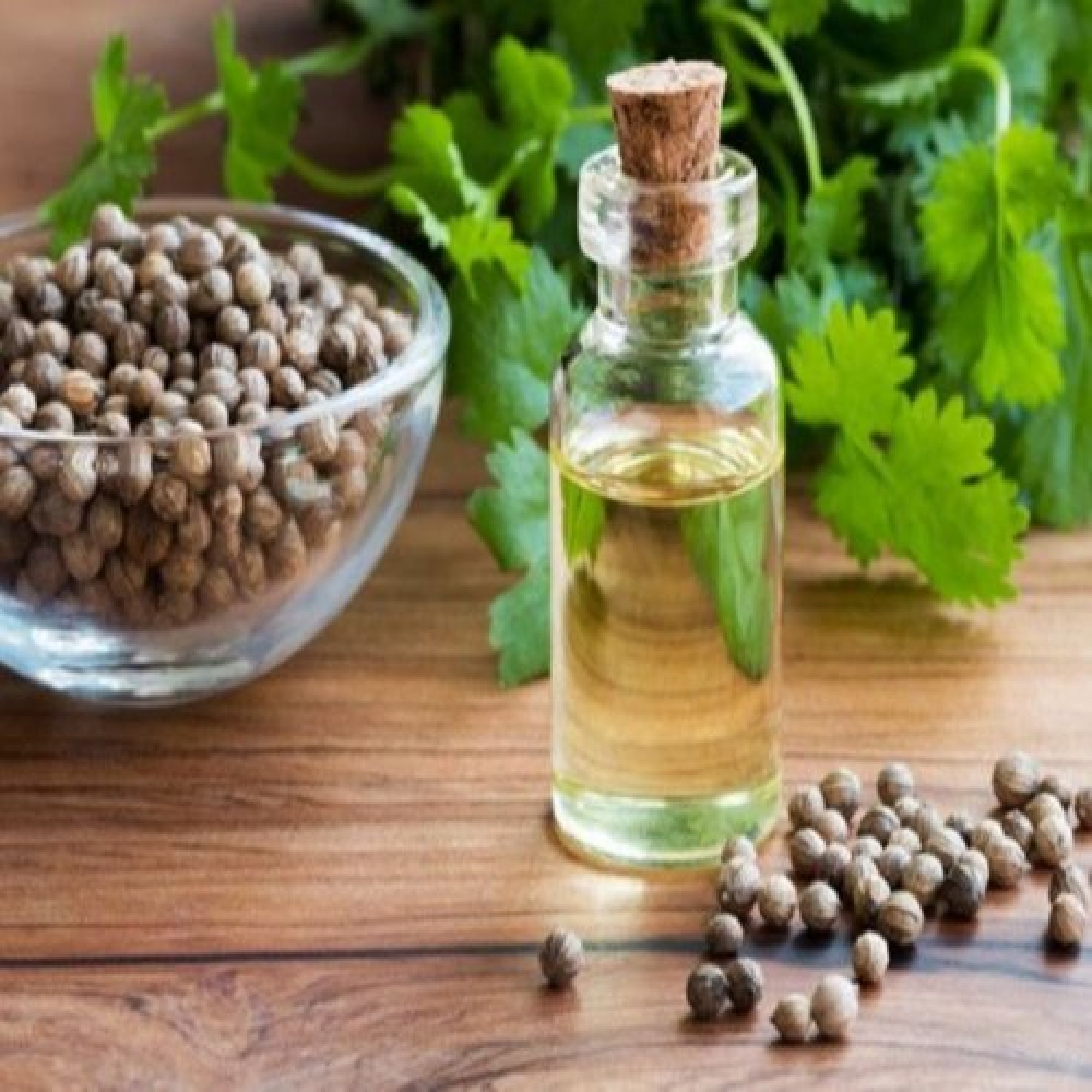 coriander oil