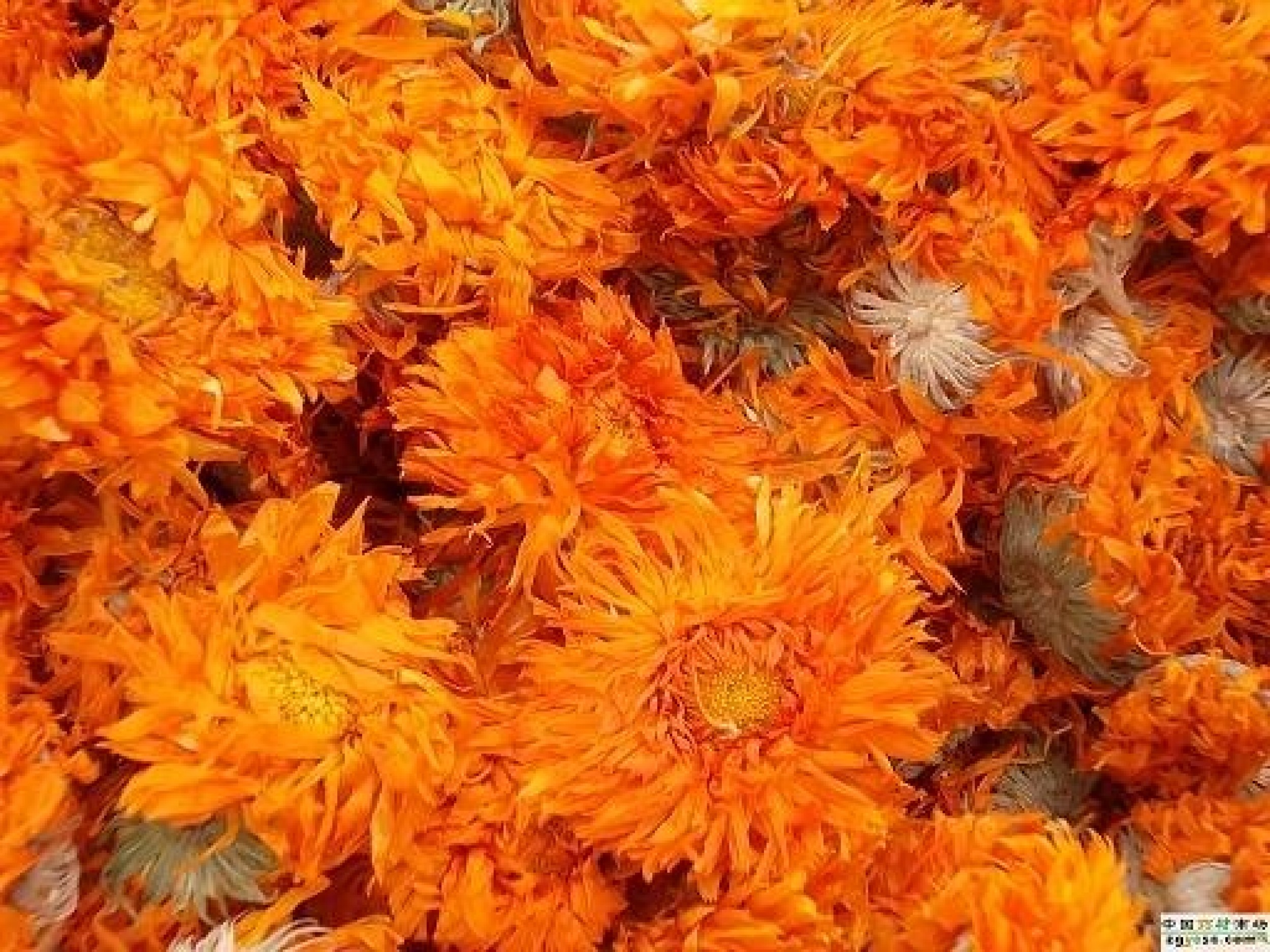 Calendula