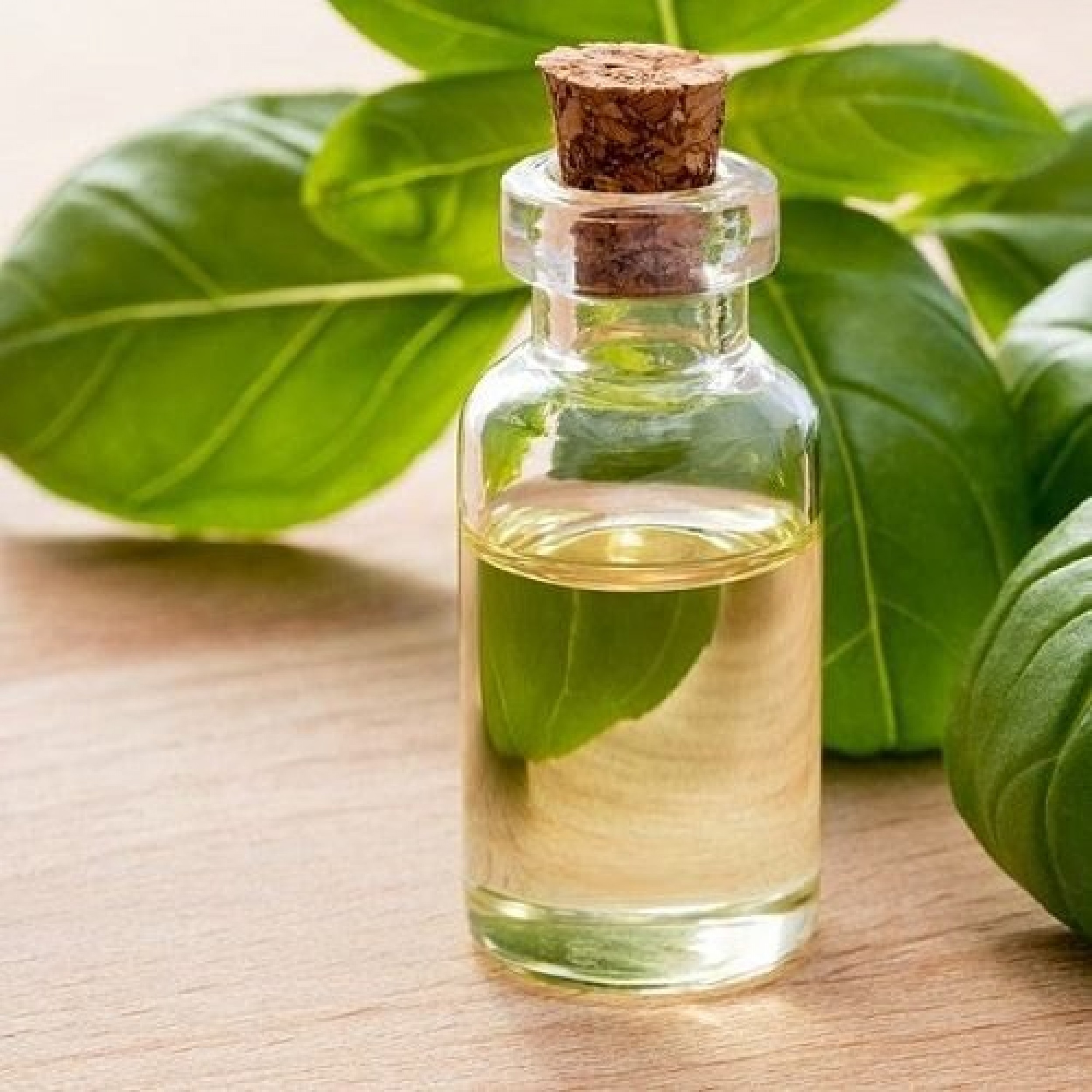 Basil oil(Estragole type)